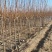 李子苗自家苗圃基地培育的各种品种