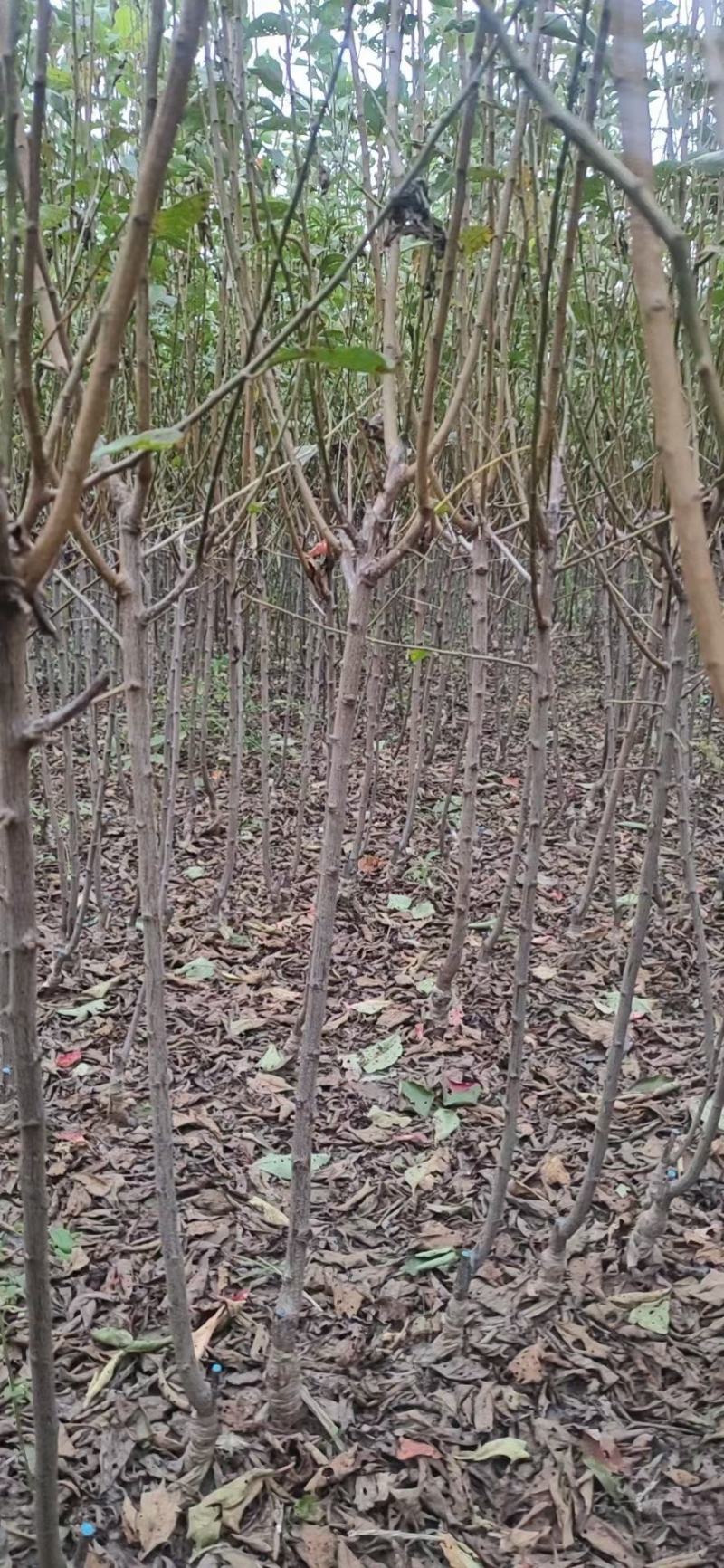 李子苗自家苗圃基地，价格非常美丽！