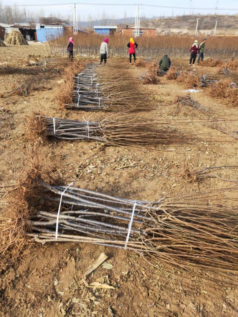 李子苗自家苗圃基地，价格非常美丽！