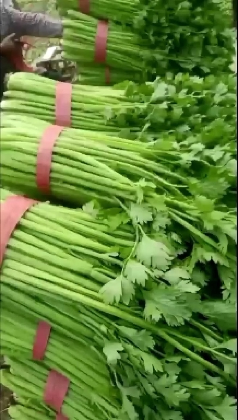 夏邑县优质西芹，产地直发，供应全国，欢迎订购