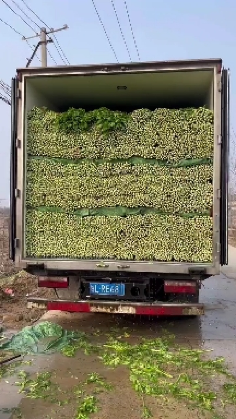 夏邑县优质西芹，产地直发，供应全国，欢迎订购