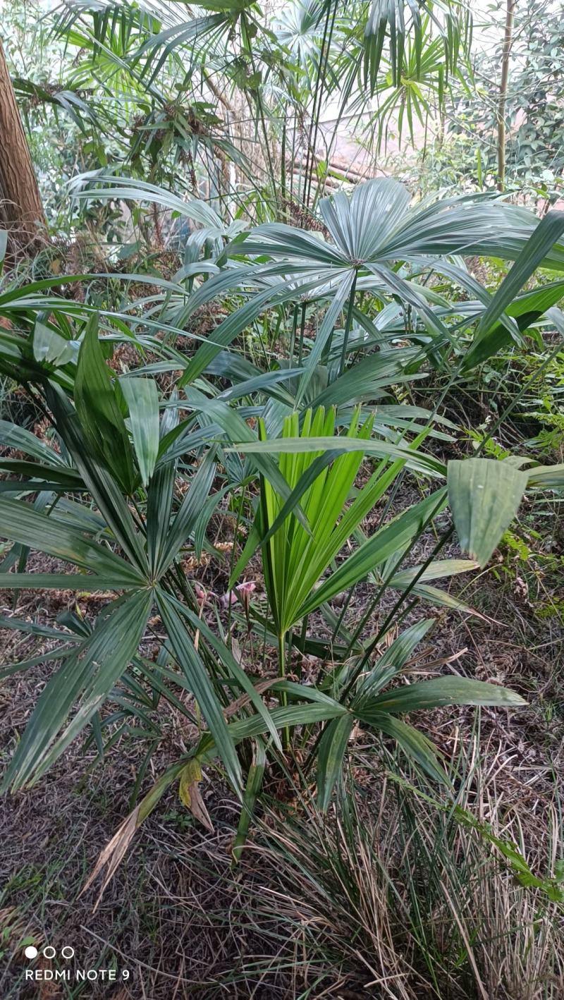 棕树