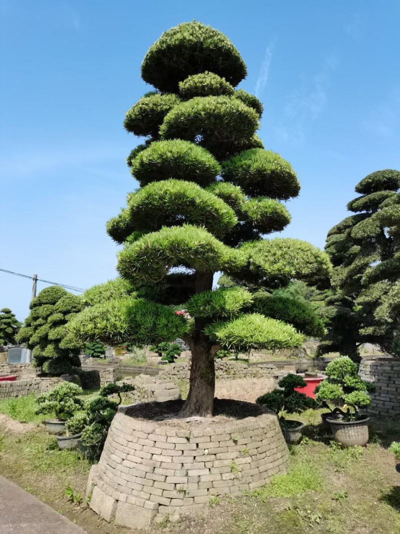 精品日本罗汉松，长期供应20-50cm日本精品罗汉松基地
