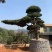 精品日本罗汉松，长期供应20-50cm日本精品罗汉松基地