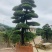 精品日本罗汉松，长期供应20-50cm日本精品罗汉松基地