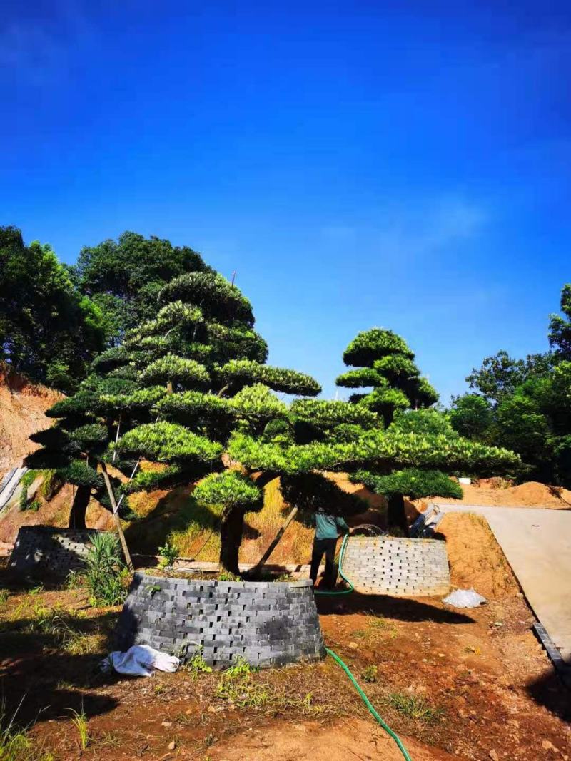 精品日本罗汉松，长期供应20-50cm日本精品罗汉松基地
