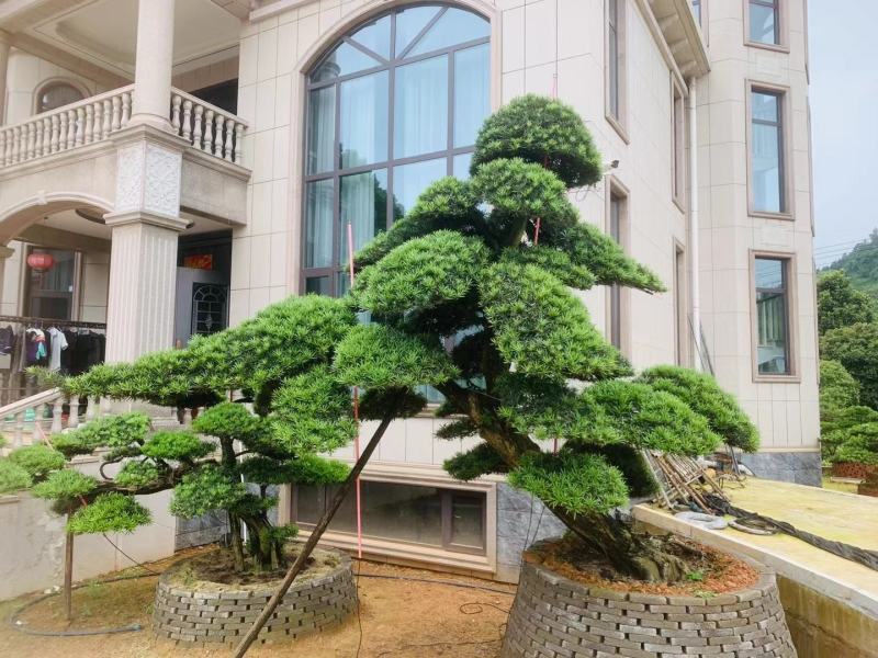 精品日本罗汉松，长期供应20-50cm日本精品罗汉松基地
