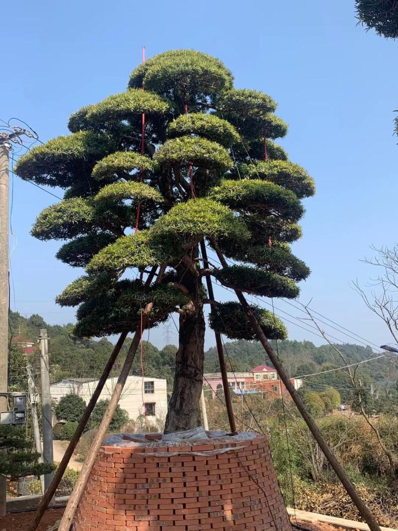 精品日本罗汉松，长期供应20-50cm日本精品罗汉松基地