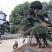精品日本罗汉松，长期供应20-50cm日本精品罗汉松基地