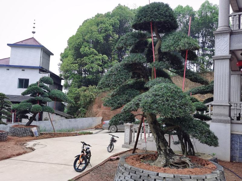 精品日本罗汉松，长期供应20-50cm日本精品罗汉松基地