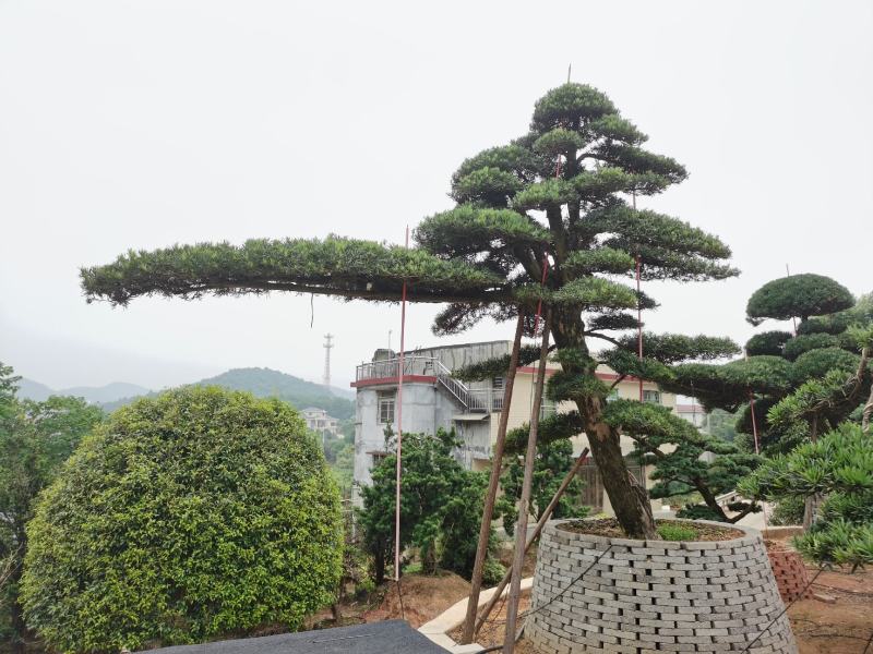 精品日本罗汉松，长期供应20-50cm日本精品罗汉松基地