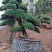 精品日本罗汉松，长期供应20-50cm日本精品罗汉松基地