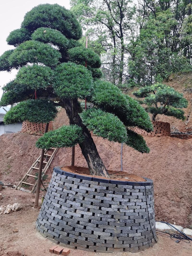 精品日本罗汉松，长期供应20-50cm日本精品罗汉松基地