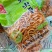 虫草花鲜货