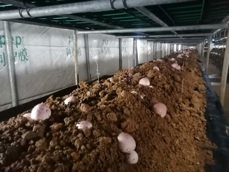 红托竹荪菌大量现货，低价促销，买到就是赚到，发家致富好项