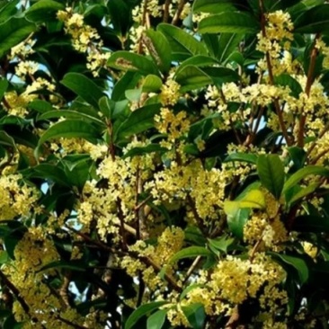 桂花桂花开满园香阳台客厅庭院都可种植