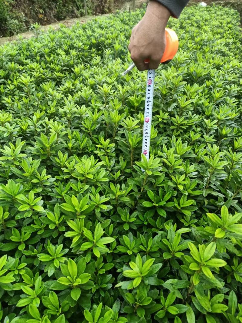 湖南优质毛鹃移栽杜鹃春鹃杯苗杜鹃小毛球大小杜鹃球，量大从优