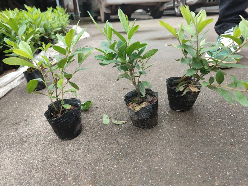 湖南优质毛鹃移栽杜鹃春鹃杯苗杜鹃小毛球大小杜鹃球，量大从优