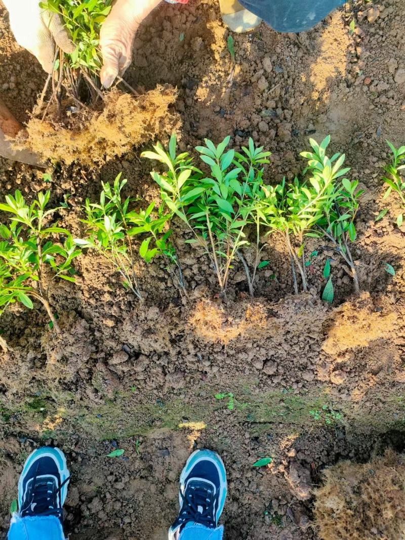 湖南优质毛鹃移栽杜鹃春鹃杯苗杜鹃小毛球大小杜鹃球，量大从优