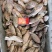 罗非鱼饲料鱼，适用甲鱼、小龙虾、土鳖喂食，板冻10公斤/