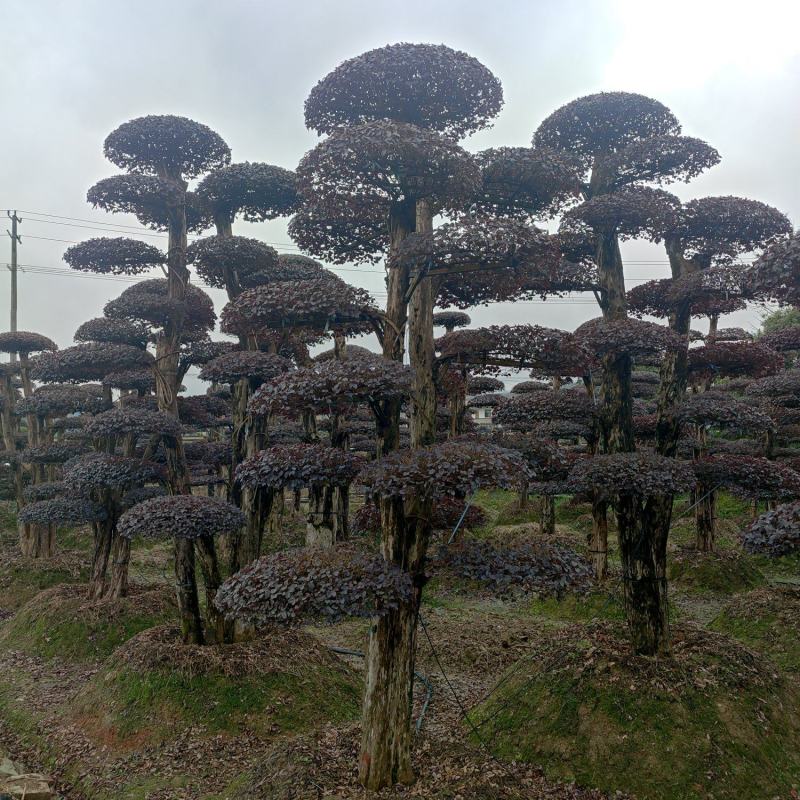 湖南红花檵木古桩，红继木桩价格，湖南红继木桩景基，货源充足