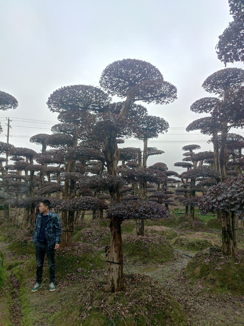湖南红花檵木古桩，红继木桩价格，湖南红继木桩景基，货源充足