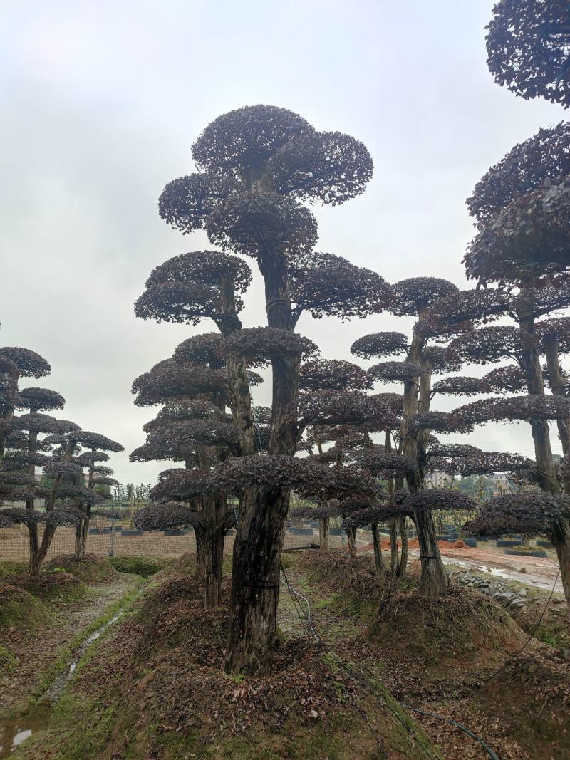 湖南红花檵木古桩，红继木桩价格，湖南红继木桩景基，货源充足