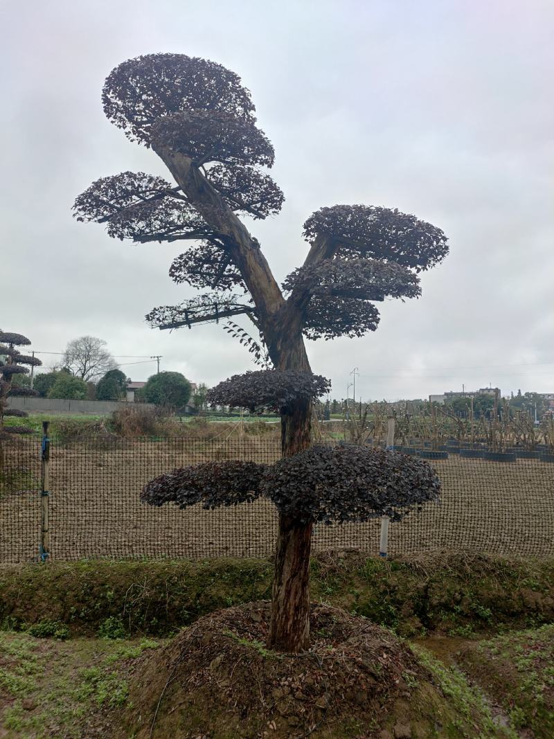 湖南红花檵木古桩，红继木桩价格，湖南红继木桩景基，货源充足