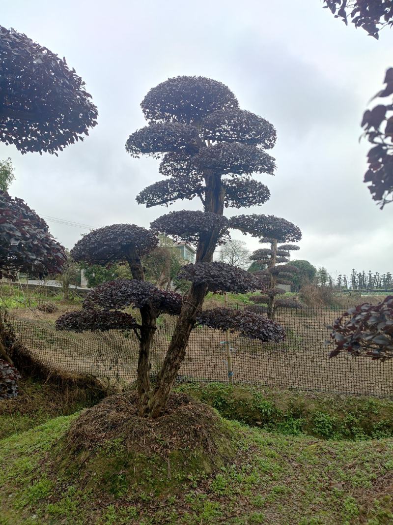 湖南红花檵木古桩，红继木桩价格，湖南红继木桩景基，货源充足