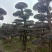 湖南红花檵木古桩，红继木桩价格，湖南红继木桩景基，货源充足