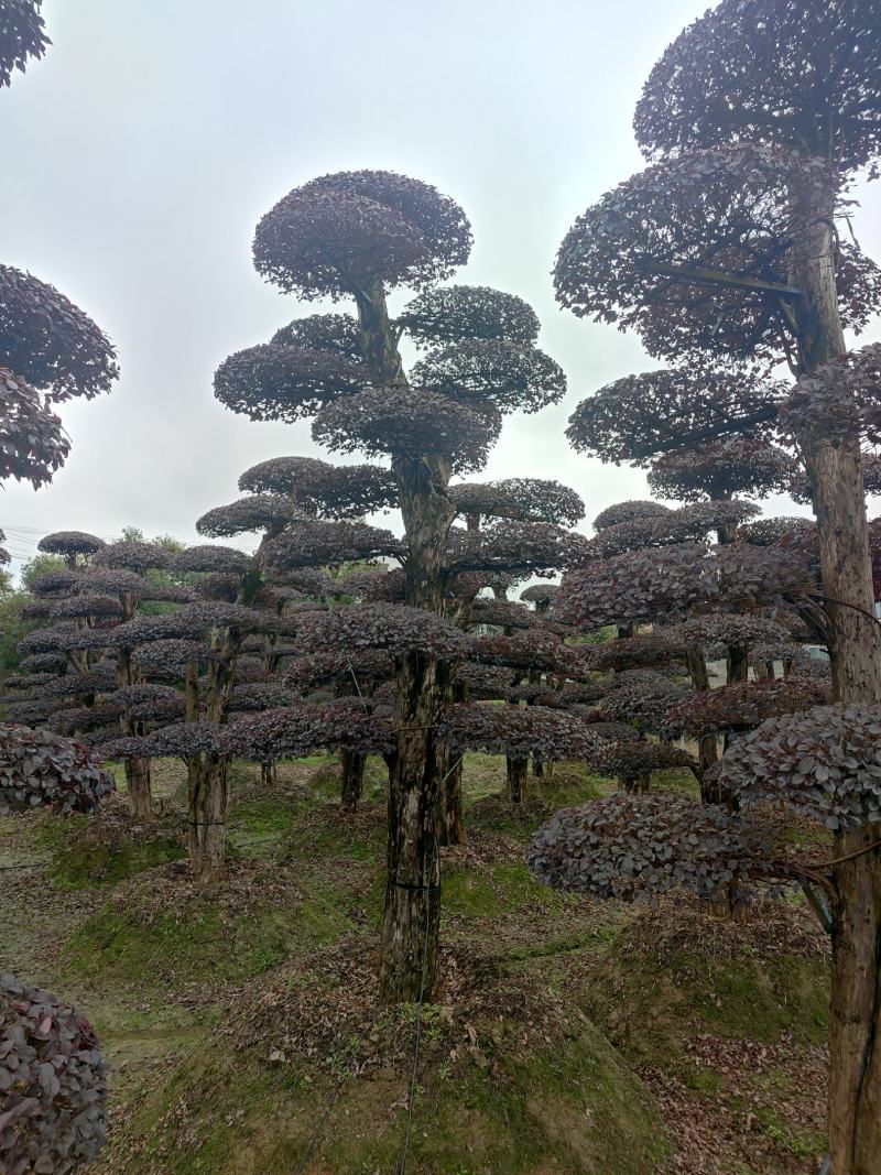 湖南红花檵木古桩，红继木桩价格，湖南红继木桩景基，货源充足
