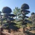 湖南红花檵木古桩，红继木桩价格，湖南红继木桩景基，货源充足