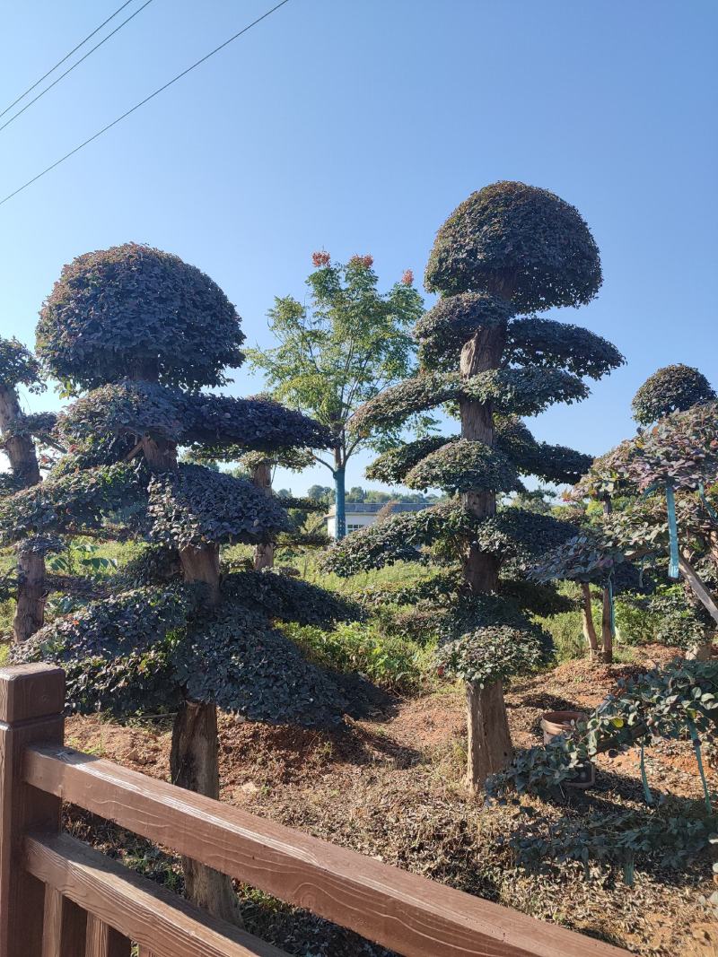 湖南红花檵木古桩，红继木桩价格，湖南红继木桩景基，货源充足