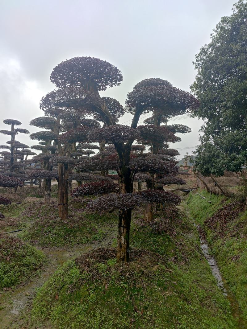 湖南红花檵木古桩，红继木桩价格，湖南红继木桩景基，货源充足