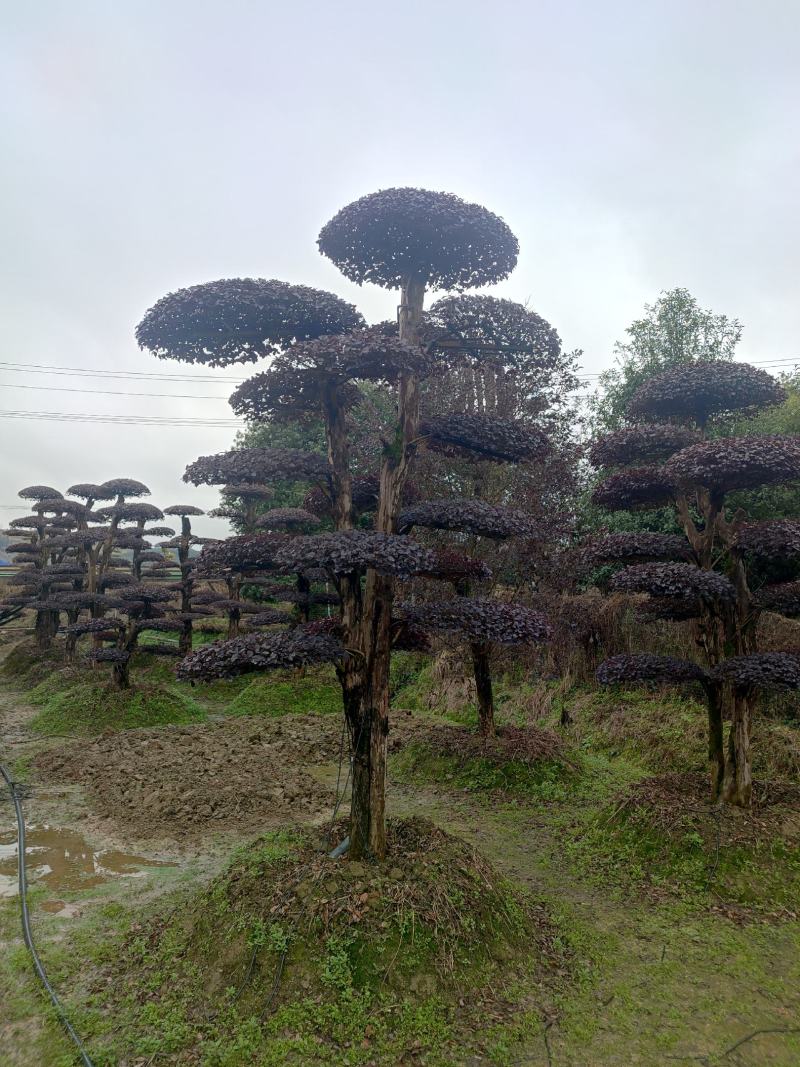 湖南红花檵木古桩，红继木桩价格，湖南红继木桩景基，货源充足