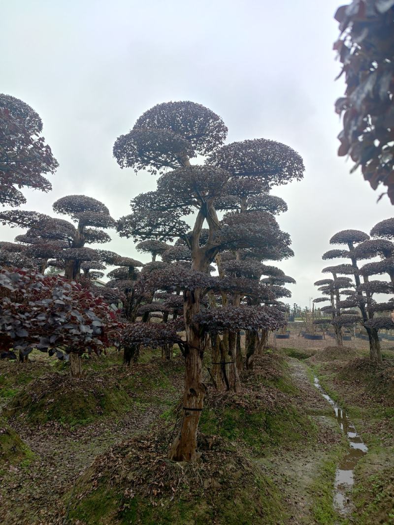 湖南红花檵木古桩，红继木桩价格，湖南红继木桩景基，货源充足