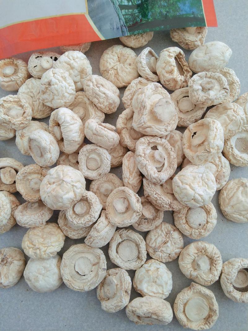 口蘑，又名坝上白蘑菇承德特产剪根产于平泉一年四季有货