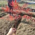 供应南天竹小苗，湖南南天竹基地，南天竹杯苗，火焰南天竹苗