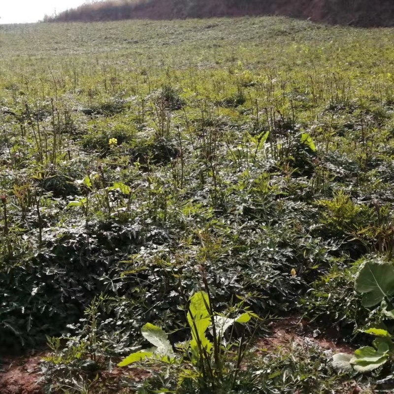 鲜沙参