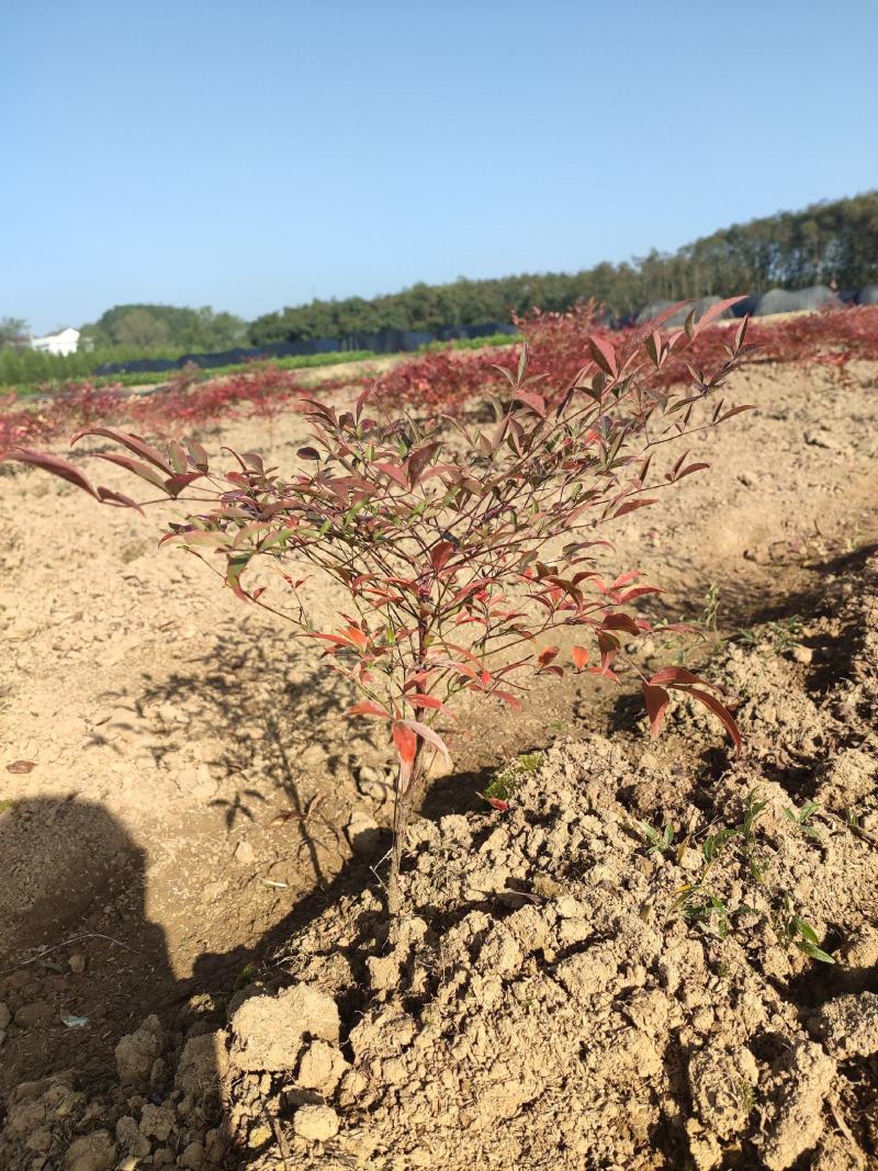 供应南天竹小苗，湖南南天竹基地，南天竹杯苗，火焰南天竹苗