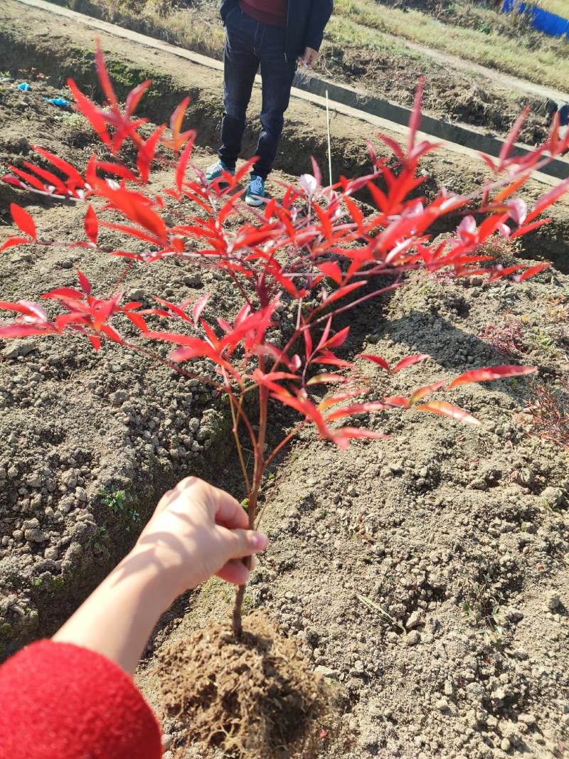 供应南天竹小苗，湖南南天竹基地，南天竹杯苗，火焰南天竹苗