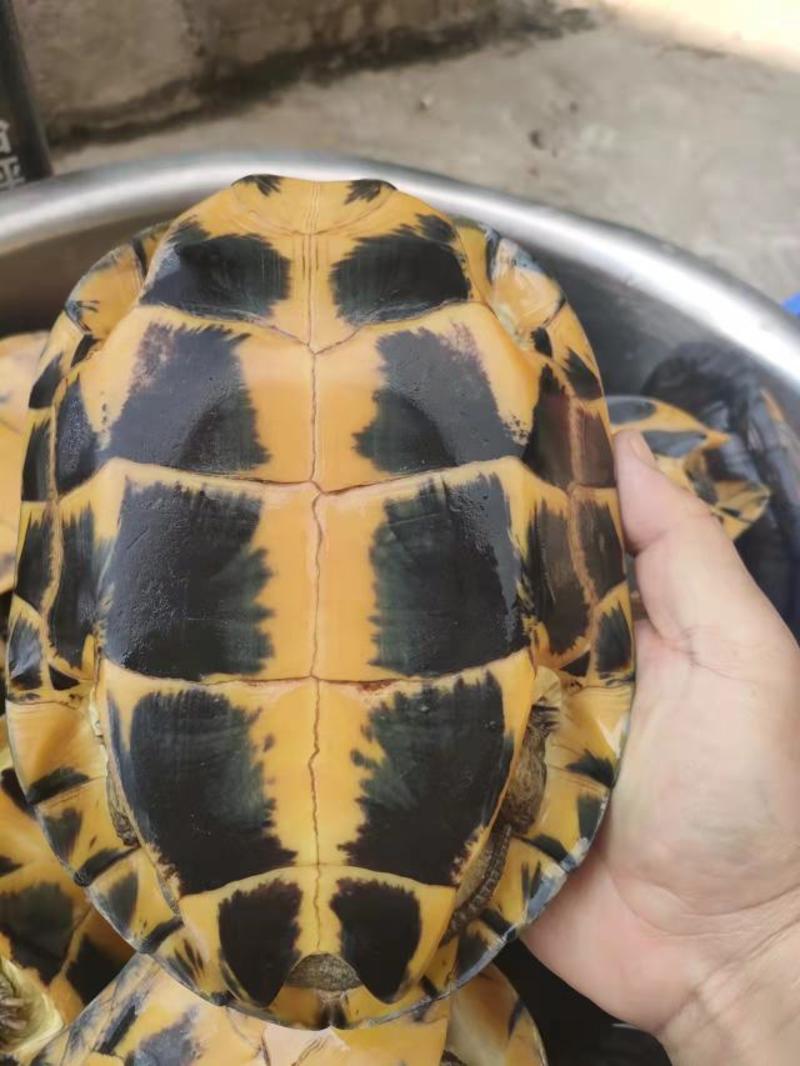 广东乌龟养殖基地。常年有货。十年以上老龟种龟，包邮