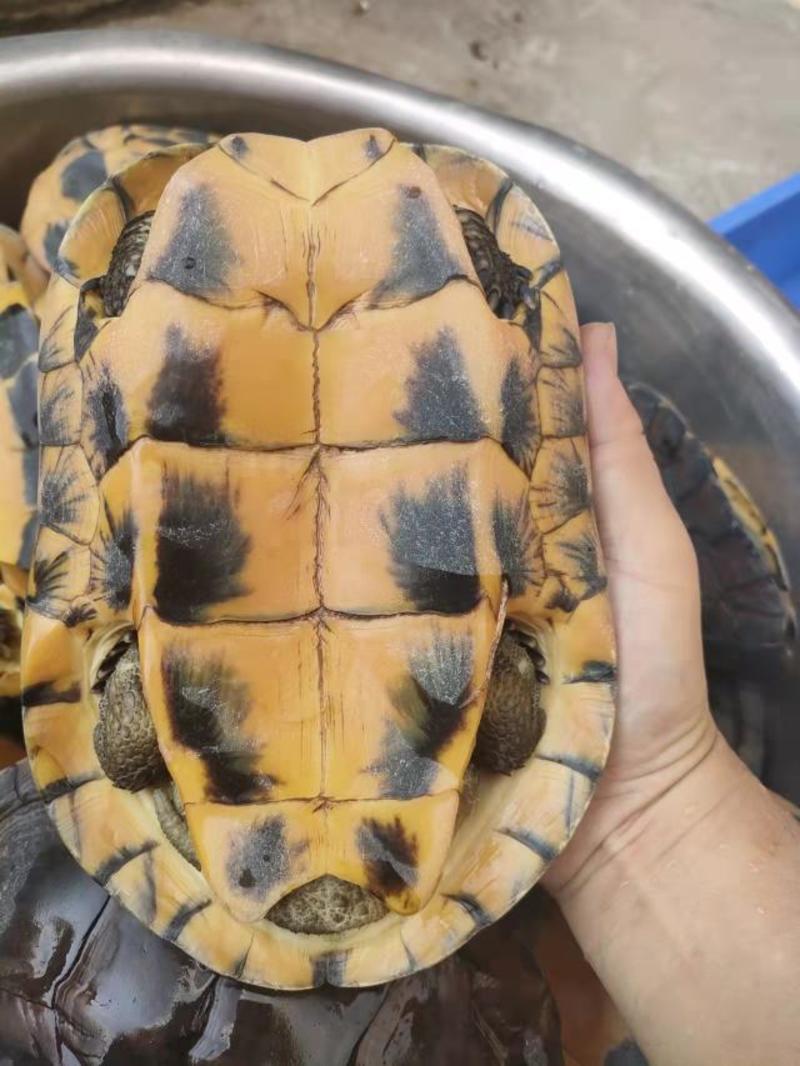 广东乌龟养殖基地。常年有货。十年以上老龟种龟，包邮