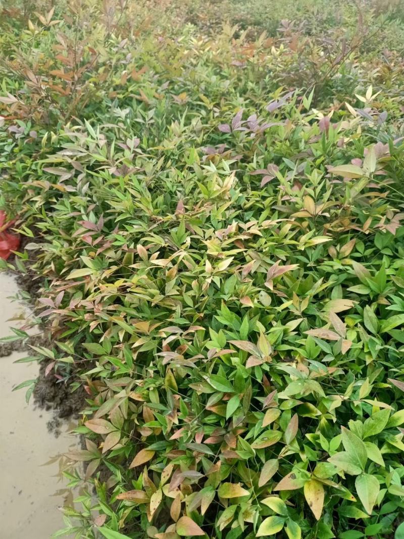 供应南天竹小苗，湖南南天竹基地，南天竹杯苗，火焰南天竹苗