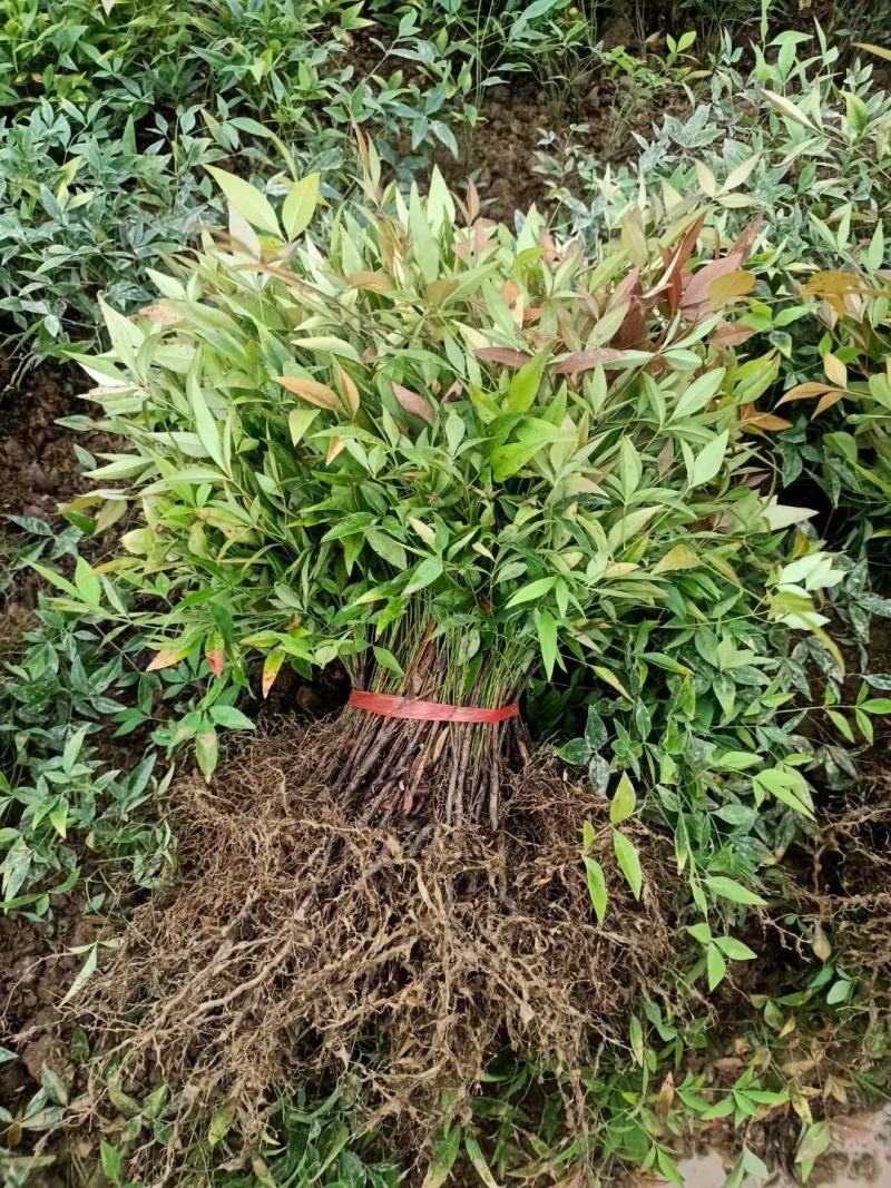 供应南天竹小苗，湖南南天竹基地，南天竹杯苗，火焰南天竹苗
