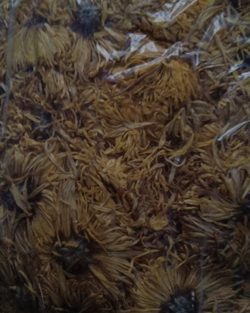 四季金银花，金丝皇菊