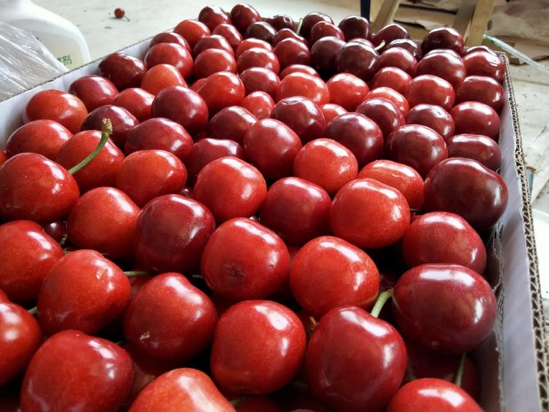 出售山东泰安大樱桃，车厘子，市场代办，果园直供，全网最低
