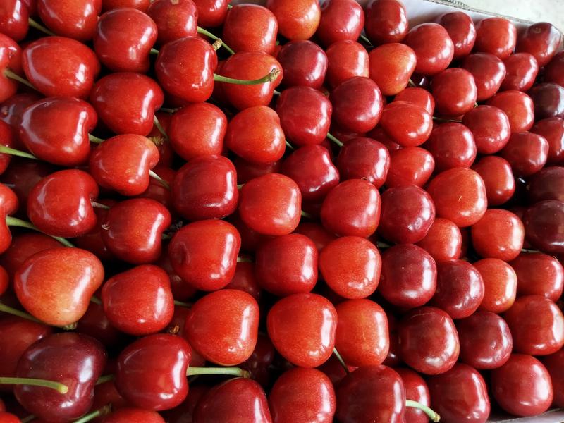 出售山东泰安大樱桃，车厘子，市场代办，果园直供，全网最低