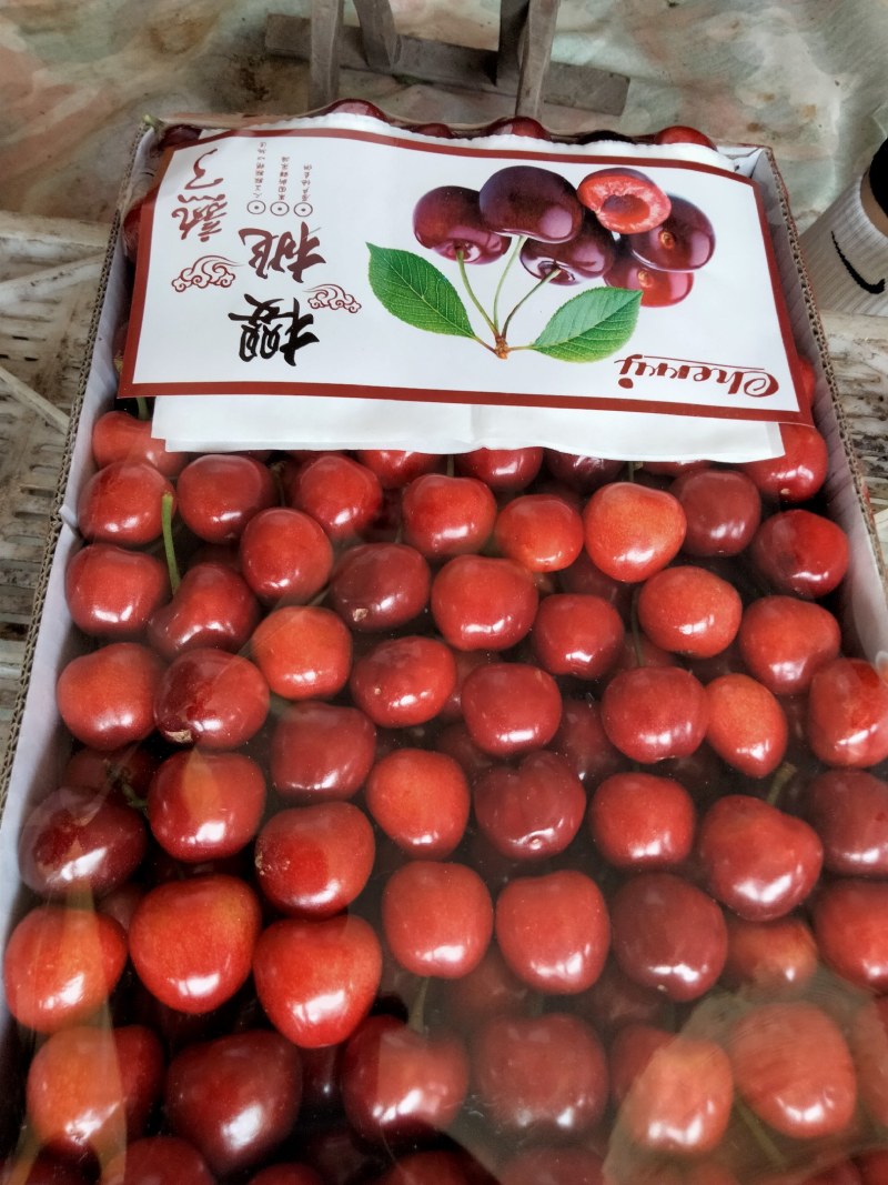 出售山东泰安大樱桃，车厘子，市场代办，果园直供，全网最低