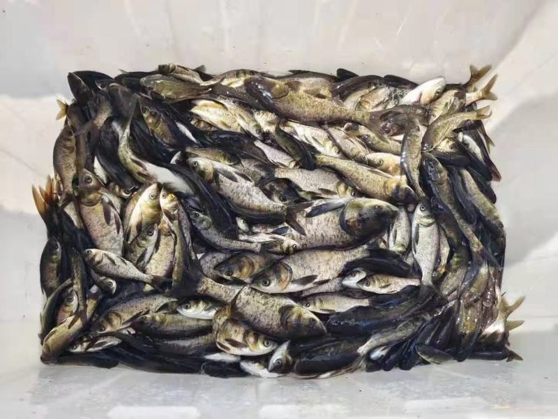 正宗花鲢鲢鳙苗，原塘苗，品相好成活率高欢迎新老顾客前来